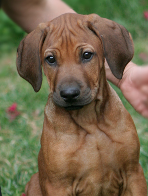 chazer