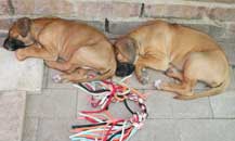 litter 4 puppies