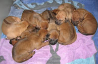 puppies