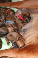 puppies new born