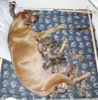 puppies new born