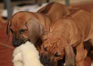 Cooper puppies at Balnacoin kennels